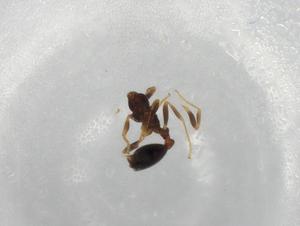  ( - BIOUG87762-D01)  @11 [ ] CreativeCommons - Attribution (2022) Centre for Biodiversity Genomics Centre for Biodiversity Genomics