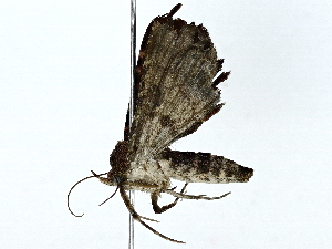  (Metalectra Malaise3215 - BIOUG89946-G11)  @11 [ ] CreativeCommons - Attribution (2022) CBG Photography Group Centre for Biodiversity Genomics