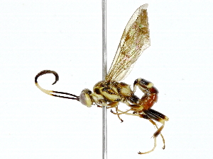  ( - BIOUG89950-B07)  @11 [ ] CreativeCommons - Attribution (2022) CBG Photography Group Centre for Biodiversity Genomics