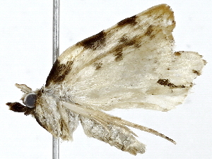  (elachMalaise01 Malaise1325 - BIOUG89951-C11)  @11 [ ] CreativeCommons - Attribution (2022) CBG Photography Group Centre for Biodiversity Genomics