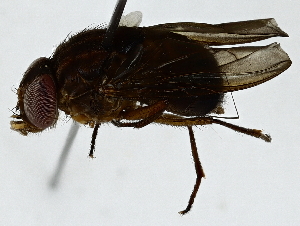  ( - BIOUG89951-H07)  @11 [ ] CreativeCommons - Attribution (2022) CBG Photography Group Centre for Biodiversity Genomics