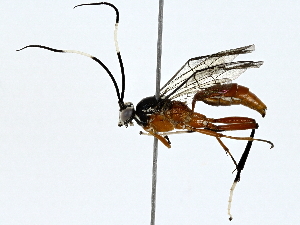  ( - BIOUG89955-C07)  @11 [ ] CreativeCommons - Attribution (2022) CBG Photography Group Centre for Biodiversity Genomics