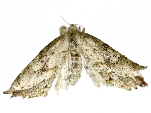  ( - BIOUG91361-F05)  @11 [ ] CreativeCommons - Attribution (2022) CBG Photography Group Centre for Biodiversity Genomics