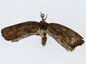  ( - BIOUG91363-C11)  @11 [ ] CreativeCommons - Attribution (2022) CBG Photography Group Centre for Biodiversity Genomics