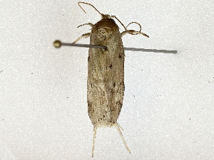  (Stenoma Janzen2634 - BIOUG91364-H02)  @11 [ ] CreativeCommons - Attribution (2022) CBG Photography Group Centre for Biodiversity Genomics