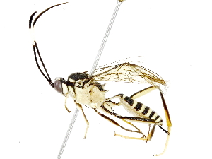  (ichneuMalaise01 Malaise0035 - BIOUG91365-B04)  @11 [ ] CreativeCommons - Attribution (2022) CBG Photography Group Centre for Biodiversity Genomics