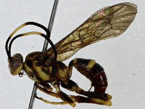  ( - BIOUG91365-C12)  @11 [ ] CreativeCommons - Attribution (2022) CBG Photography Group Centre for Biodiversity Genomics