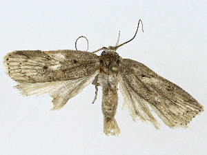  ( - BIOUG91367-B11)  @11 [ ] CreativeCommons - Attribution (2022) CBG Photography Group Centre for Biodiversity Genomics