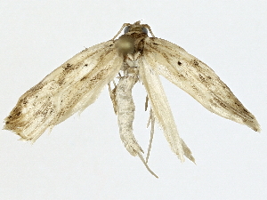  ( - BIOUG91367-C02)  @11 [ ] CreativeCommons - Attribution (2022) CBG Photography Group Centre for Biodiversity Genomics