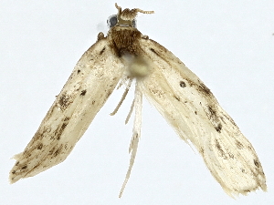  ( - BIOUG91367-C06)  @11 [ ] CreativeCommons - Attribution (2022) CBG Photography Group Centre for Biodiversity Genomics