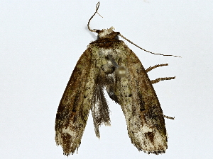  (Chlamydastis Malaise5215 - BIOUG91367-D09)  @11 [ ] CreativeCommons - Attribution (2022) CBG Photography Group Centre for Biodiversity Genomics