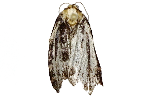  ( - BIOUG91397-C05)  @11 [ ] CreativeCommons - Attribution (2022) CBG Photography Group Centre for Biodiversity Genomics