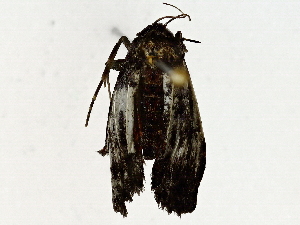  ( - BIOUG91397-E01)  @11 [ ] CreativeCommons - Attribution (2022) CBG Photography Group Centre for Biodiversity Genomics