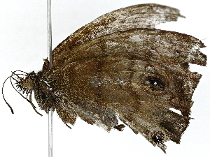  ( - BIOUG91397-E05)  @11 [ ] CreativeCommons - Attribution (2022) CBG Photography Group Centre for Biodiversity Genomics