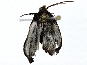  ( - BIOUG91398-E10)  @11 [ ] CreativeCommons - Attribution (2022) CBG Photography Group Centre for Biodiversity Genomics