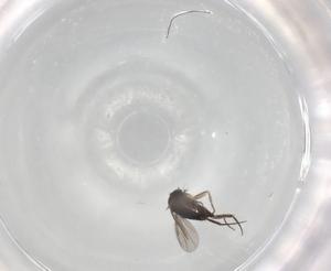  ( - BIOUG91829-C12)  @11 [ ] CreativeCommons - Attribution (2022) Centre for Biodiversity Genomics Centre for Biodiversity Genomics