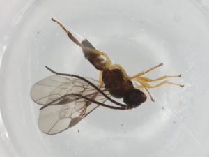  ( - BIOUG91841-C08)  @11 [ ] CreativeCommons - Attribution (2022) Centre for Biodiversity Genomics Centre for Biodiversity Genomics