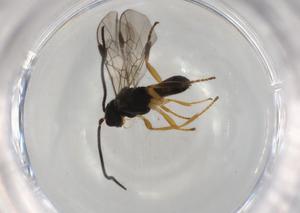  ( - BIOUG92042-G01)  @11 [ ] CreativeCommons - Attribution (2022) Centre for Biodiversity Genomics Centre for Biodiversity Genomics