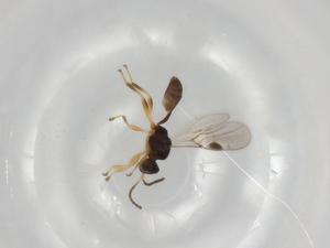  (Leiophron Malaise0723 - BIOUG92046-B09)  @11 [ ] CreativeCommons - Attribution (2022) Centre for Biodiversity Genomics Centre for Biodiversity Genomics