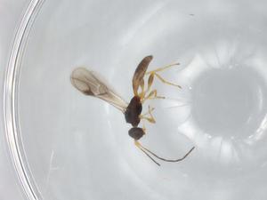  (doryMalaise01 Malaise1212 - BIOUG92055-H08)  @11 [ ] CreativeCommons - Attribution (2022) Centre for Biodiversity Genomics Centre for Biodiversity Genomics