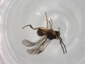  ( - BIOUG92261-H04)  @11 [ ] CreativeCommons - Attribution (2022) Centre for Biodiversity Genomics Centre for Biodiversity Genomics