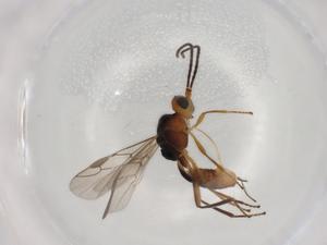  ( - BIOUG92263-B10)  @11 [ ] CreativeCommons - Attribution (2022) Centre for Biodiversity Genomics Centre for Biodiversity Genomics