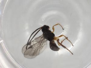  ( - BIOUG92265-F12)  @11 [ ] CreativeCommons - Attribution (2022) Centre for Biodiversity Genomics Centre for Biodiversity Genomics