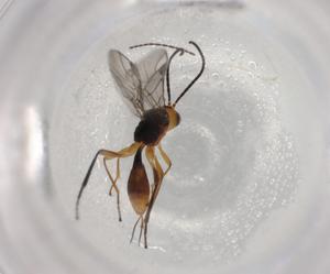  ( - BIOUG92280-G02)  @11 [ ] CreativeCommons - Attribution (2022) Centre for Biodiversity Genomics Centre for Biodiversity Genomics