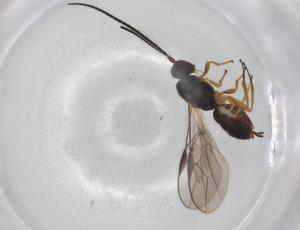  ( - BIOUG92281-E09)  @11 [ ] CreativeCommons - Attribution (2022) Centre for Biodiversity Genomics Centre for Biodiversity Genomics