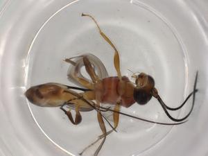  ( - BIOUG92282-A08)  @11 [ ] CreativeCommons - Attribution (2022) Centre for Biodiversity Genomics Centre for Biodiversity Genomics