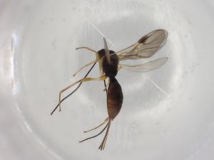  (Heterospilus Malaise9532 - BIOUG92291-B09)  @11 [ ] CreativeCommons - Attribution (2022) Centre for Biodiversity Genomics Centre for Biodiversity Genomics