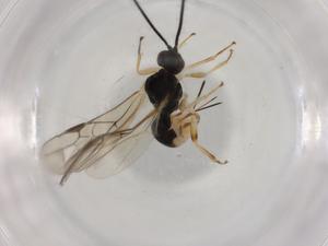  (doryMalaise01 Malaise9127 - BIOUG92291-C04)  @11 [ ] CreativeCommons - Attribution (2022) Centre for Biodiversity Genomics Centre for Biodiversity Genomics