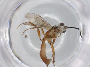  ( - BIOUG92309-G08)  @11 [ ] CreativeCommons - Attribution (2022) Centre for Biodiversity Genomics Centre for Biodiversity Genomics