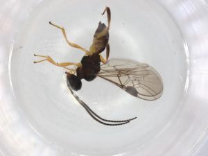  ( - BIOUG92580-B07)  @11 [ ] CreativeCommons - Attribution (2022) Centre for Biodiversity Genomics Centre for Biodiversity Genomics