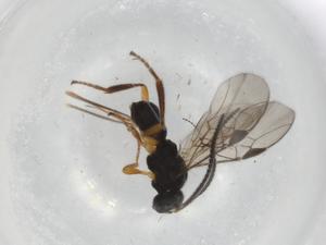  ( - BIOUG93681-E10)  @11 [ ] CreativeCommons - Attribution (2022) Centre for Biodiversity Genomics Centre for Biodiversity Genomics