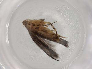  ( - BIOUG93696-A11)  @11 [ ] CreativeCommons - Attribution (2022) Centre for Biodiversity Genomics Centre for Biodiversity Genomics