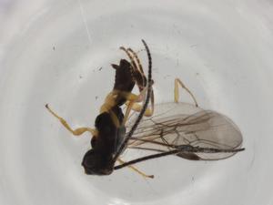  ( - BIOUG93721-G02)  @11 [ ] CreativeCommons - Attribution (2022) Centre for Biodiversity Genomics Centre for Biodiversity Genomics