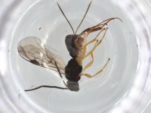  ( - BIOUG93722-H11)  @11 [ ] CreativeCommons - Attribution (2022) Centre for Biodiversity Genomics Centre for Biodiversity Genomics