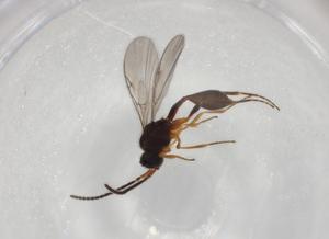  ( - BIOUG94216-F02)  @11 [ ] CreativeCommons - Attribution (2022) Centre for Biodiversity Genomics Centre for Biodiversity Genomics