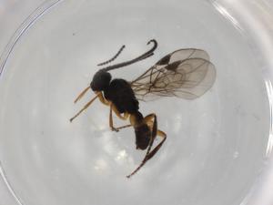  ( - BIOUG94216-H02)  @11 [ ] CreativeCommons - Attribution (2022) Centre for Biodiversity Genomics Centre for Biodiversity Genomics