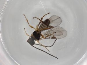  ( - BIOUG94218-H03)  @11 [ ] CreativeCommons - Attribution (2022) Centre for Biodiversity Genomics Centre for Biodiversity Genomics