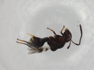  (chalMalaise01 malaise1536 - BIOUG94251-B03)  @11 [ ] CreativeCommons - Attribution (2022) Centre for Biodiversity Genomics Centre for Biodiversity Genomics