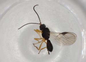  (opiMalaise01 Malaise6100 - BIOUG94251-G03)  @11 [ ] CreativeCommons - Attribution (2022) Centre for Biodiversity Genomics Centre for Biodiversity Genomics