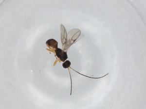  (Ecphylus Malaise4050 - BIOUG94252-D08)  @11 [ ] CreativeCommons - Attribution (2022) Centre for Biodiversity Genomics Centre for Biodiversity Genomics