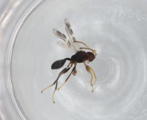  (Leiophron Malaise4671 - BIOUG94252-H06)  @11 [ ] CreativeCommons - Attribution (2022) Centre for Biodiversity Genomics Centre for Biodiversity Genomics