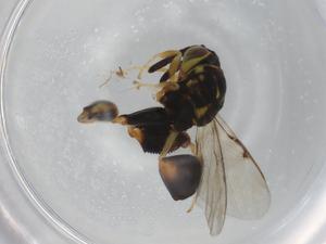  (chalMalaise01 Malaise2283 - BIOUG94252-H07)  @11 [ ] CreativeCommons - Attribution (2022) Centre for Biodiversity Genomics Centre for Biodiversity Genomics