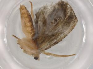  ( - BIOUG94265-C04)  @11 [ ] CreativeCommons - Attribution (2022) Centre for Biodiversity Genomics Centre for Biodiversity Genomics