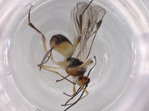  (Clinocentrus Malaise3723 - BIOUG95208-F12)  @11 [ ] CreativeCommons - Attribution (2022) Centre for Biodiversity Genomics Centre for Biodiversity Genomics