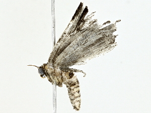  (Ostha Malaise2763 - BIOUG95323-E02)  @11 [ ] CreativeCommons - Attribution (2022) CBG Photography Group Centre for Biodiversity Genomics