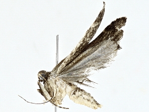  ( - BIOUG95323-G03)  @11 [ ] CreativeCommons - Attribution (2022) CBG Photography Group Centre for Biodiversity Genomics